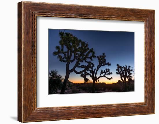 Silhouette of Joshua trees, Joshua Tree National Park, California, USA-null-Framed Photographic Print