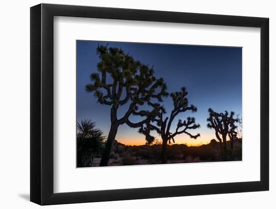 Silhouette of Joshua trees, Joshua Tree National Park, California, USA-null-Framed Photographic Print