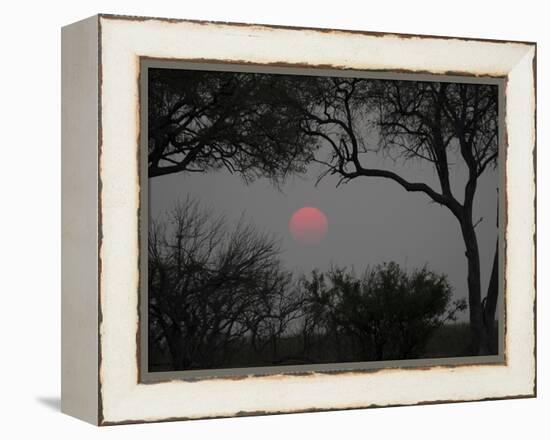 Silhouette of Leadwood Trees at Dusk, Linyanti Concession, Ngamiland, Botswana-null-Framed Premier Image Canvas