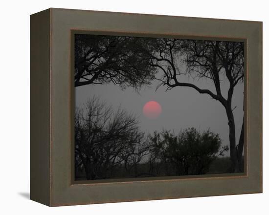 Silhouette of Leadwood Trees at Dusk, Linyanti Concession, Ngamiland, Botswana-null-Framed Premier Image Canvas