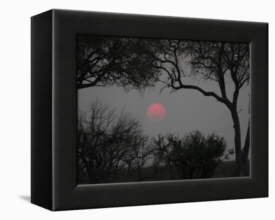 Silhouette of Leadwood Trees at Dusk, Linyanti Concession, Ngamiland, Botswana-null-Framed Premier Image Canvas