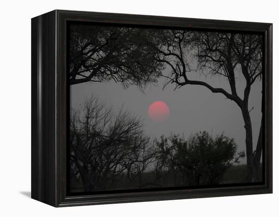 Silhouette of Leadwood Trees at Dusk, Linyanti Concession, Ngamiland, Botswana-null-Framed Premier Image Canvas