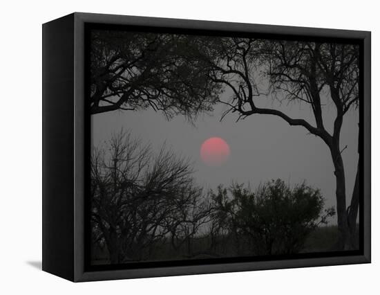 Silhouette of Leadwood Trees at Dusk, Linyanti Concession, Ngamiland, Botswana-null-Framed Premier Image Canvas