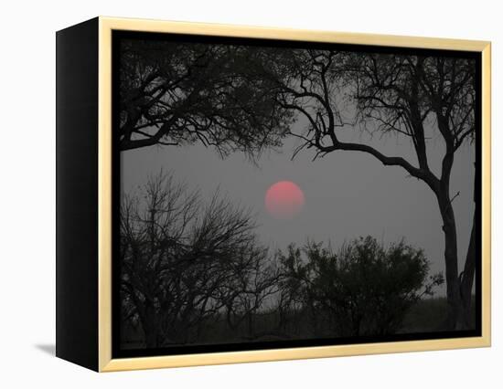 Silhouette of Leadwood Trees at Dusk, Linyanti Concession, Ngamiland, Botswana-null-Framed Premier Image Canvas