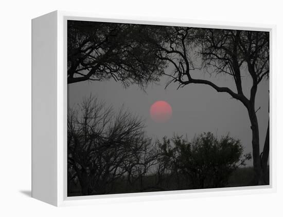 Silhouette of Leadwood Trees at Dusk, Linyanti Concession, Ngamiland, Botswana-null-Framed Premier Image Canvas