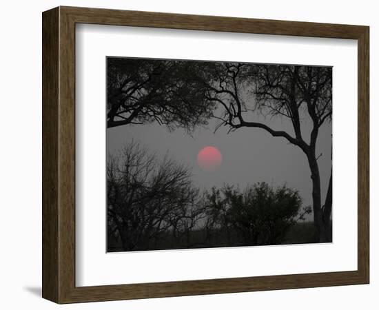 Silhouette of Leadwood Trees at Dusk, Linyanti Concession, Ngamiland, Botswana-null-Framed Photographic Print