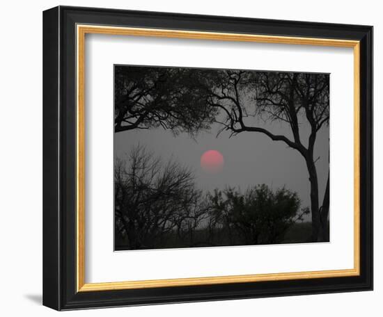 Silhouette of Leadwood Trees at Dusk, Linyanti Concession, Ngamiland, Botswana-null-Framed Photographic Print