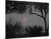 Photographic Print