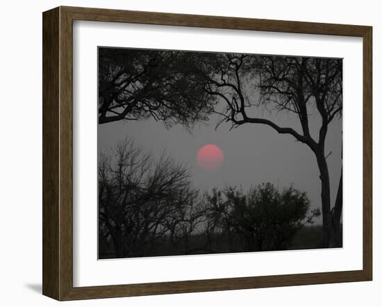 Silhouette of Leadwood Trees at Dusk, Linyanti Concession, Ngamiland, Botswana-null-Framed Photographic Print