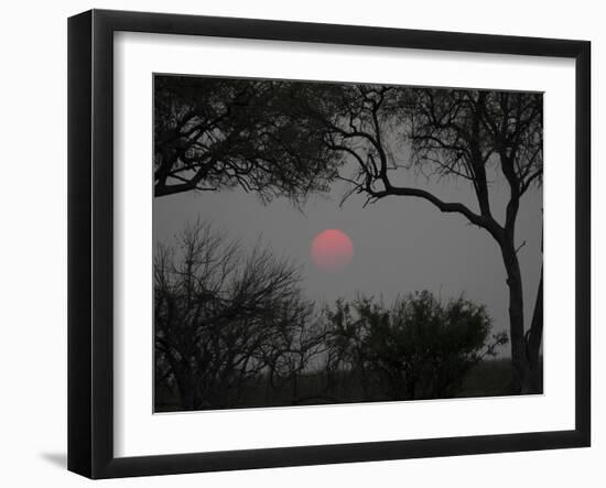 Silhouette of Leadwood Trees at Dusk, Linyanti Concession, Ngamiland, Botswana-null-Framed Photographic Print