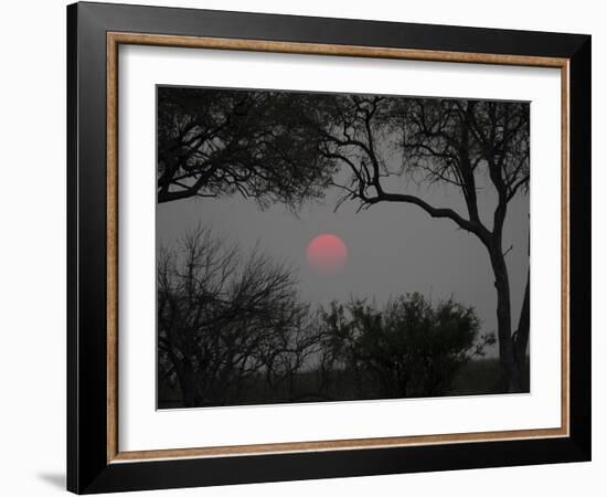 Silhouette of Leadwood Trees at Dusk, Linyanti Concession, Ngamiland, Botswana-null-Framed Photographic Print