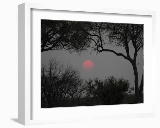 Silhouette of Leadwood Trees at Dusk, Linyanti Concession, Ngamiland, Botswana-null-Framed Photographic Print