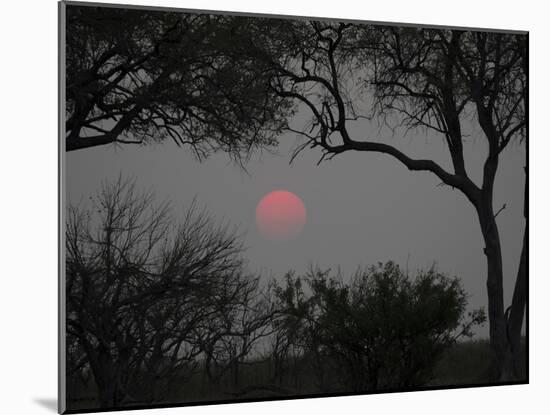 Silhouette of Leadwood Trees at Dusk, Linyanti Concession, Ngamiland, Botswana-null-Mounted Photographic Print