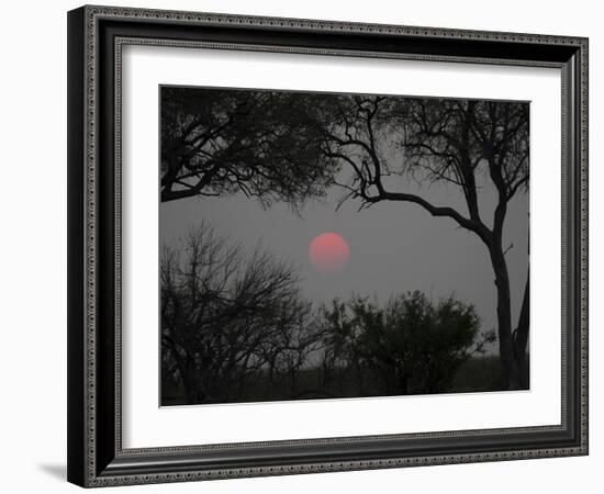 Silhouette of Leadwood Trees at Dusk, Linyanti Concession, Ngamiland, Botswana-null-Framed Photographic Print