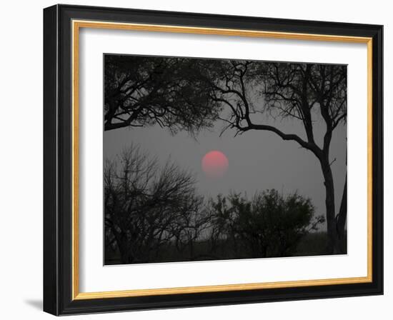 Silhouette of Leadwood Trees at Dusk, Linyanti Concession, Ngamiland, Botswana-null-Framed Photographic Print