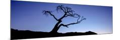 Photographic Print