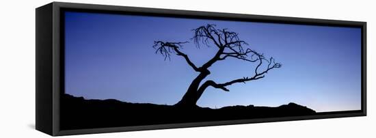 Silhouette of Limber Pine (Pinus flexilis) tree, Crowsnest Pass, Alberta, Canada-null-Framed Premier Image Canvas