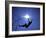 Silhouette of Male Pole Vaulter-Steven Sutton-Framed Photographic Print