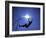 Silhouette of Male Pole Vaulter-Steven Sutton-Framed Photographic Print