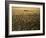 Silhouette of Men's Pairs Rowing Team in Action, Vancouver Lake, Georgia, USA-null-Framed Photographic Print