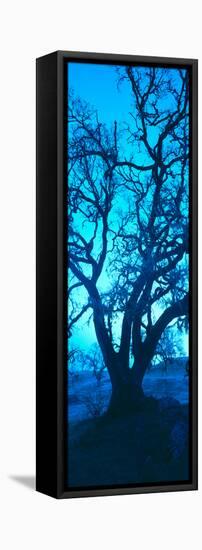 Silhouette of Oaks Trees, Central Coast, California, USA-null-Framed Premier Image Canvas