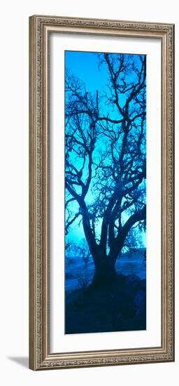 Silhouette of Oaks Trees, Central Coast, California, USA-null-Framed Photographic Print