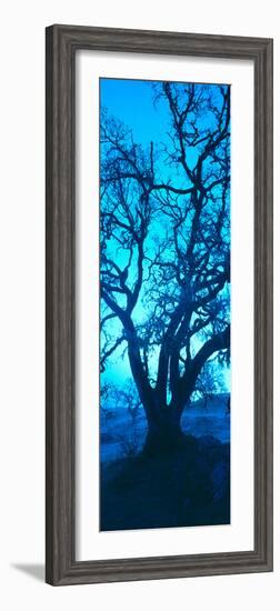 Silhouette of Oaks Trees, Central Coast, California, USA-null-Framed Photographic Print