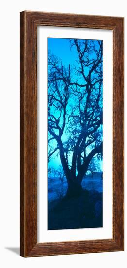 Silhouette of Oaks Trees, Central Coast, California, USA-null-Framed Photographic Print