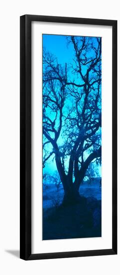 Silhouette of Oaks Trees, Central Coast, California, USA-null-Framed Photographic Print