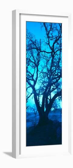 Silhouette of Oaks Trees, Central Coast, California, USA-null-Framed Photographic Print