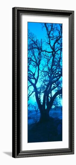 Silhouette of Oaks Trees, Central Coast, California, USA-null-Framed Photographic Print