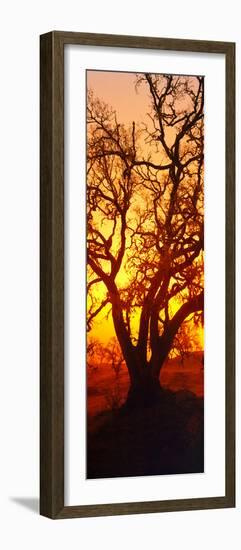 Silhouette of Oaks Trees, Central Coast, California, USA-null-Framed Photographic Print