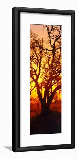 Silhouette of Oaks Trees, Central Coast, California, USA-null-Framed Photographic Print