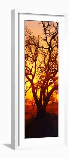 Silhouette of Oaks Trees, Central Coast, California, USA-null-Framed Photographic Print