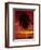 Silhouette of Overhanging Palm Tree, Colourful Sunset, Aitutaki, Cook Islands, Polynesia-D H Webster-Framed Photographic Print
