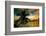 Silhouette of Palm Tree at Sunset-Philippe Hugonnard-Framed Photographic Print