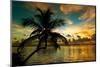 Silhouette of Palm Tree at Sunset-Philippe Hugonnard-Mounted Photographic Print