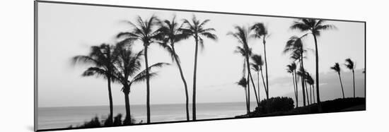 Silhouette of Palm Trees at Dusk, Hawaii, USA-null-Mounted Photographic Print