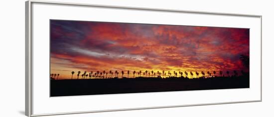 Silhouette of Palm Trees at Sunrise, San Diego, San Diego County, California, USA-null-Framed Photographic Print