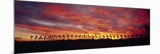 Silhouette of Palm Trees at Sunrise, San Diego, San Diego County, California, USA-null-Mounted Photographic Print