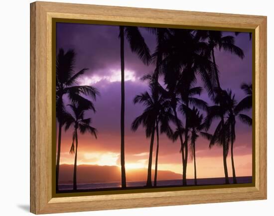 Silhouette of Palm Trees, Hawaii-Mitch Diamond-Framed Premier Image Canvas