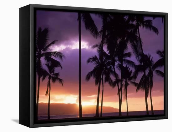 Silhouette of Palm Trees, Hawaii-Mitch Diamond-Framed Premier Image Canvas