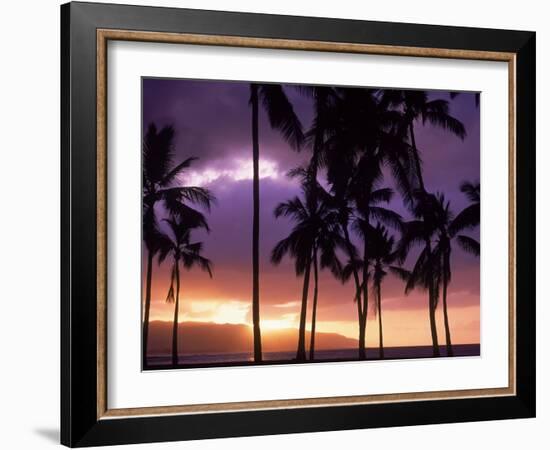 Silhouette of Palm Trees, Hawaii-Mitch Diamond-Framed Photographic Print