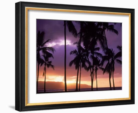 Silhouette of Palm Trees, Hawaii-Mitch Diamond-Framed Photographic Print