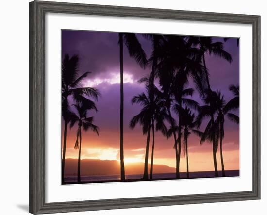 Silhouette of Palm Trees, Hawaii-Mitch Diamond-Framed Photographic Print