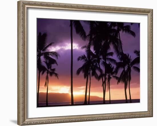 Silhouette of Palm Trees, Hawaii-Mitch Diamond-Framed Photographic Print