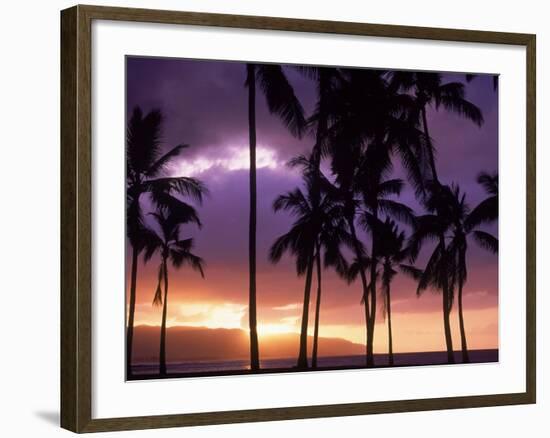 Silhouette of Palm Trees, Hawaii-Mitch Diamond-Framed Photographic Print