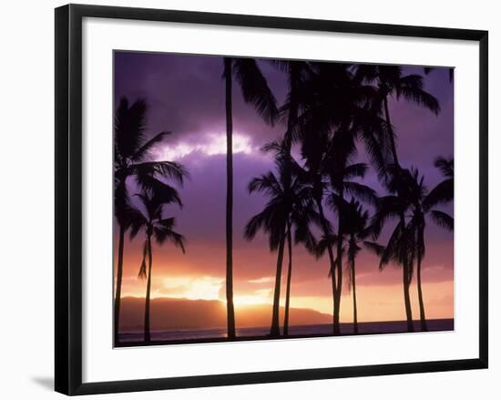 Silhouette of Palm Trees, Hawaii-Mitch Diamond-Framed Photographic Print