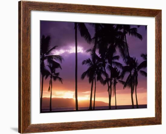 Silhouette of Palm Trees, Hawaii-Mitch Diamond-Framed Photographic Print