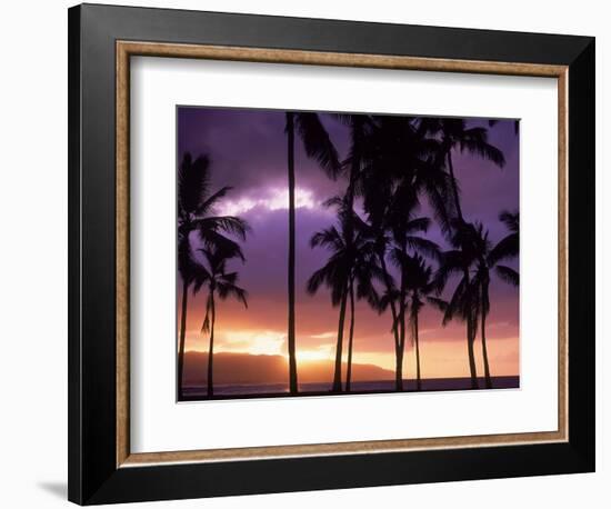 Silhouette of Palm Trees, Hawaii-Mitch Diamond-Framed Photographic Print